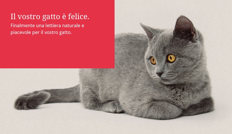 Il vostro gatto è felice.